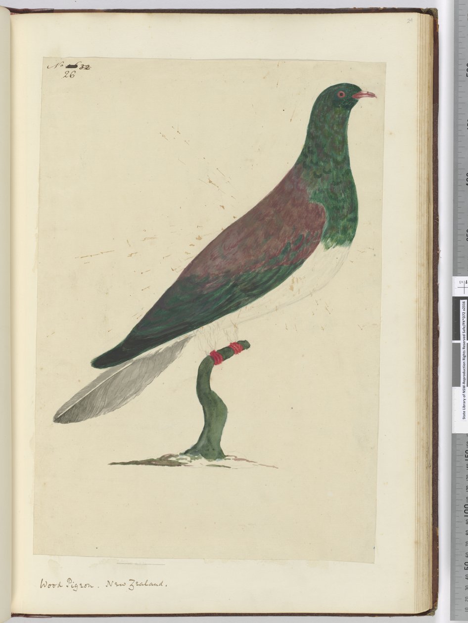 F.26 Gołąb leśny. Nowa Zelandia, 1772-75 (wc) autorstwa Isaac Smith