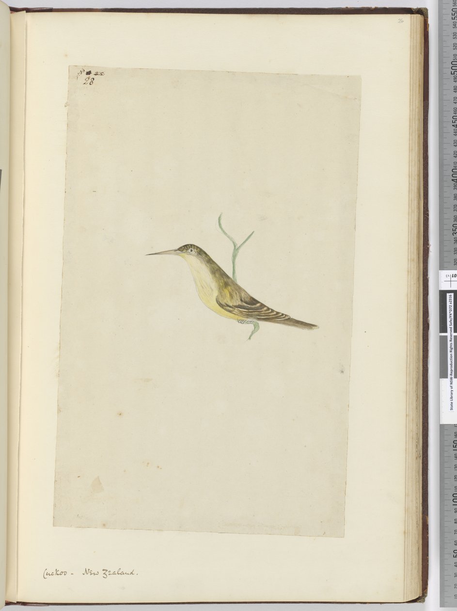 F.28 Kukułka. Nowa Zelandia, 1772-75 (wc) autorstwa Isaac Smith