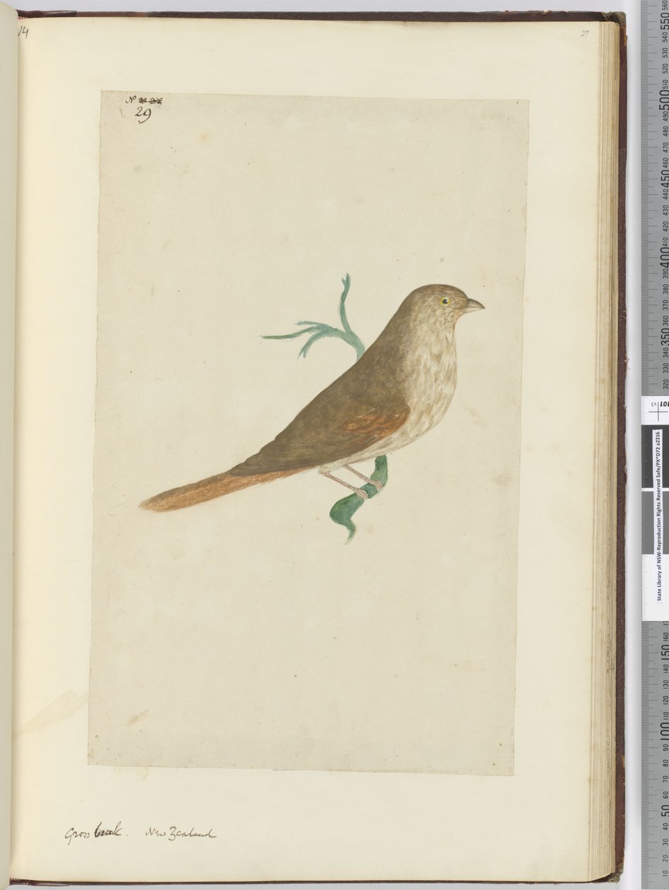 F.29 Dziób brutto. Nowa Zelandia, 1772-75 (wc) autorstwa Isaac Smith