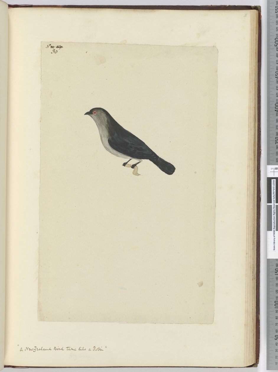 F.30 Nowozelandzki ptak oswojony jak rudzik, 1772-75 (wc) autorstwa Isaac Smith
