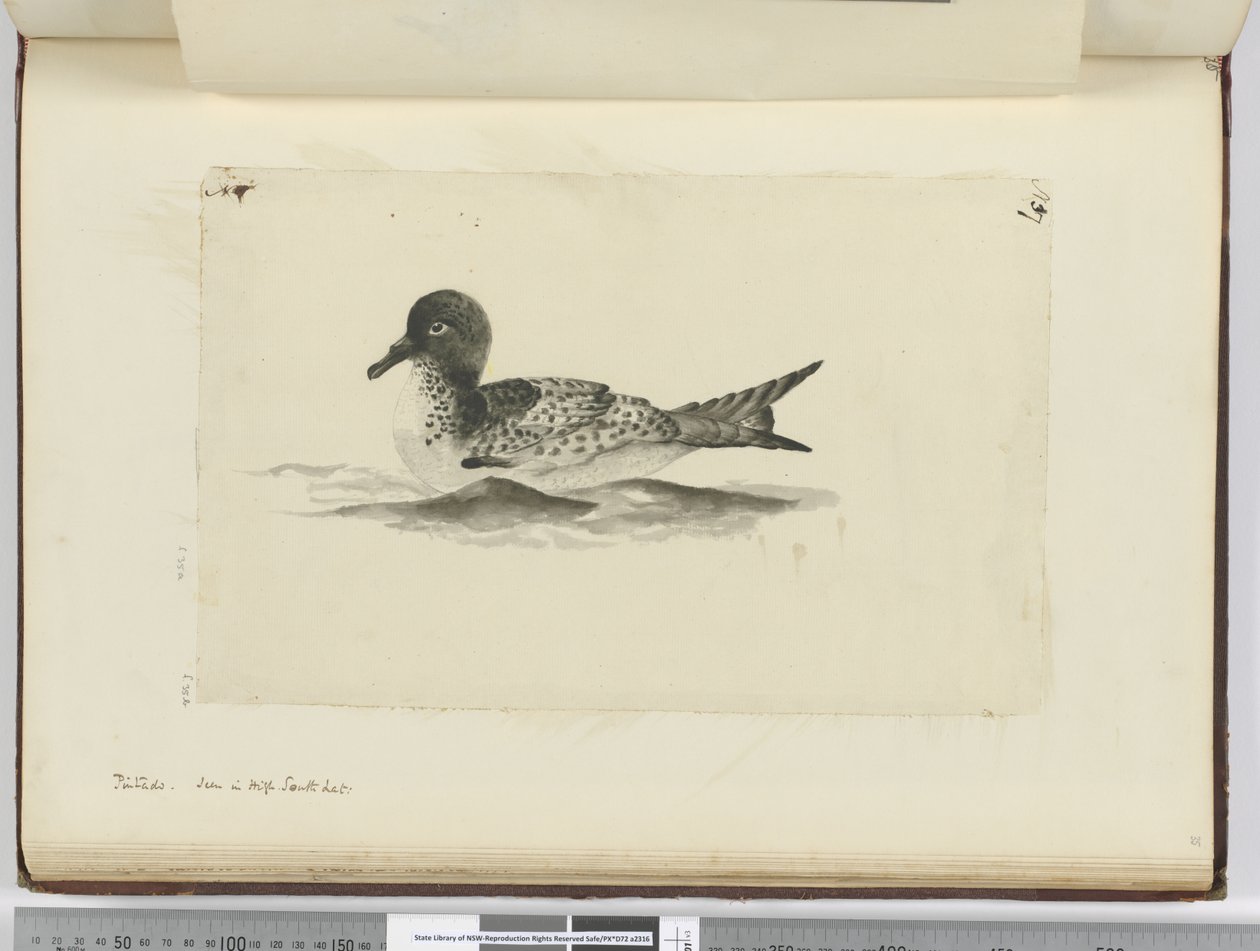 F.37b Pintado. Widziany w wysokim południowym łac., 1772-75 (wc) autorstwa Isaac Smith