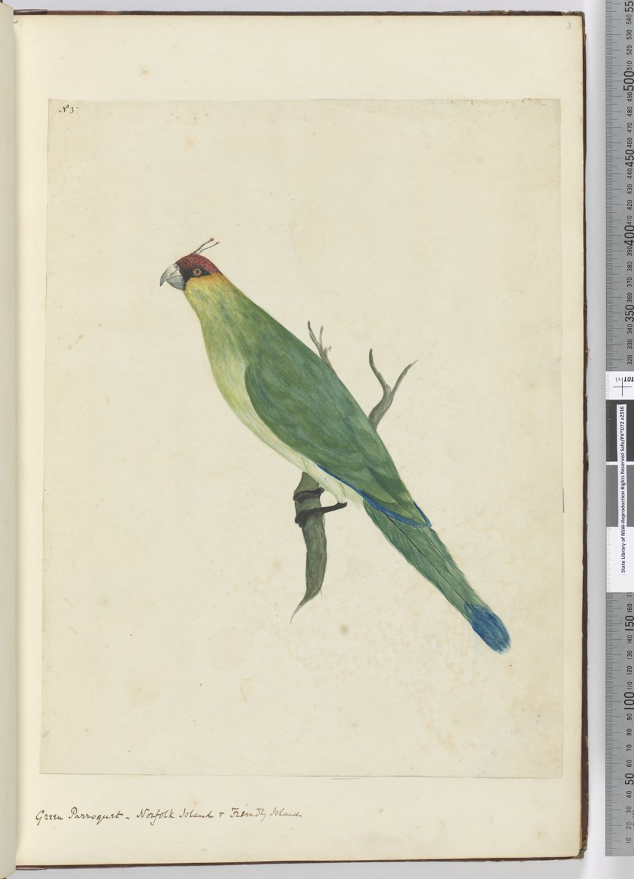 F.3 Zielona papuga. Wyspa Norfolk i przyjazne wyspy, 1772-75 (wc) autorstwa Isaac Smith