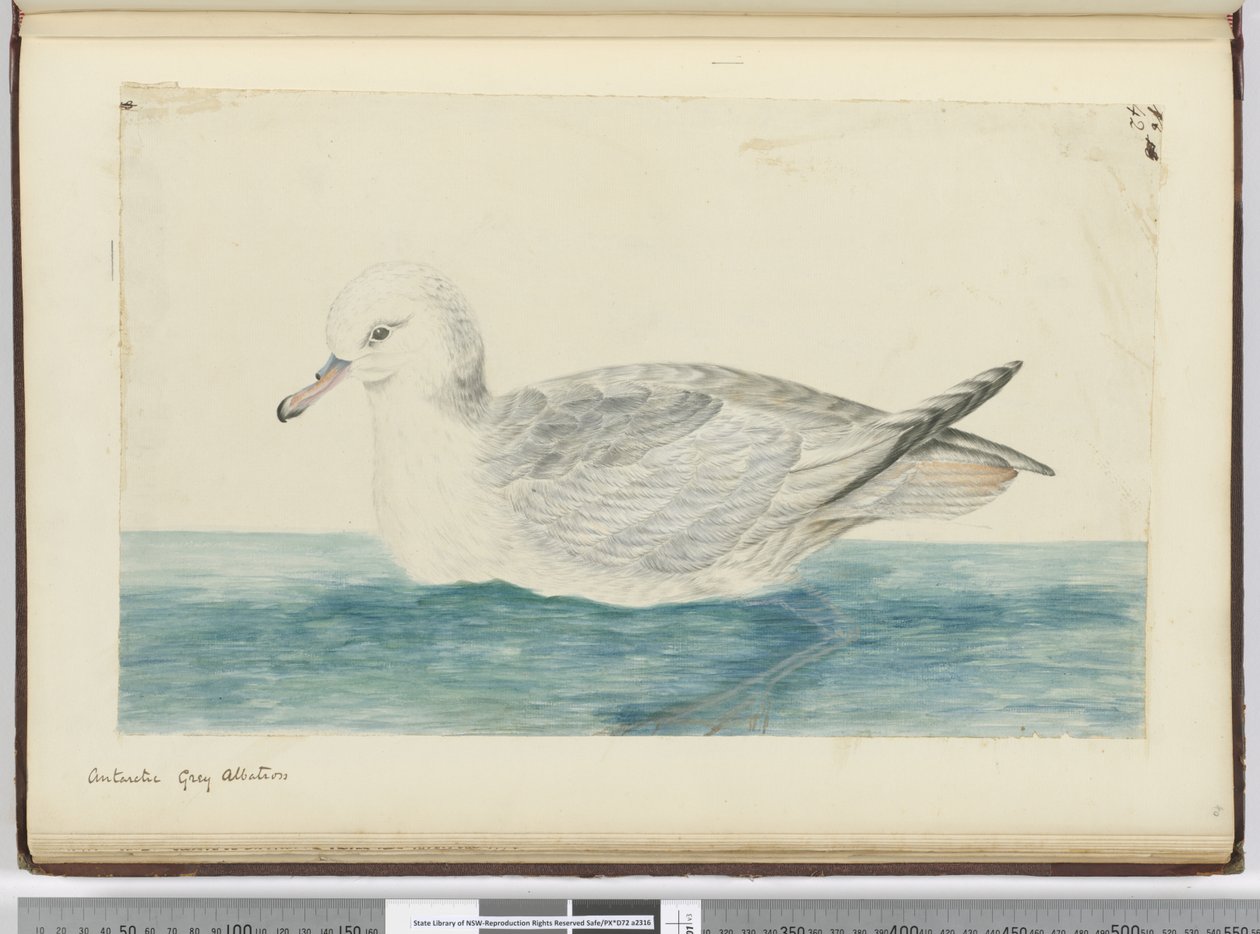 F.42 Albatros szary antarktyczny, 1772-75 (wc) autorstwa Isaac Smith