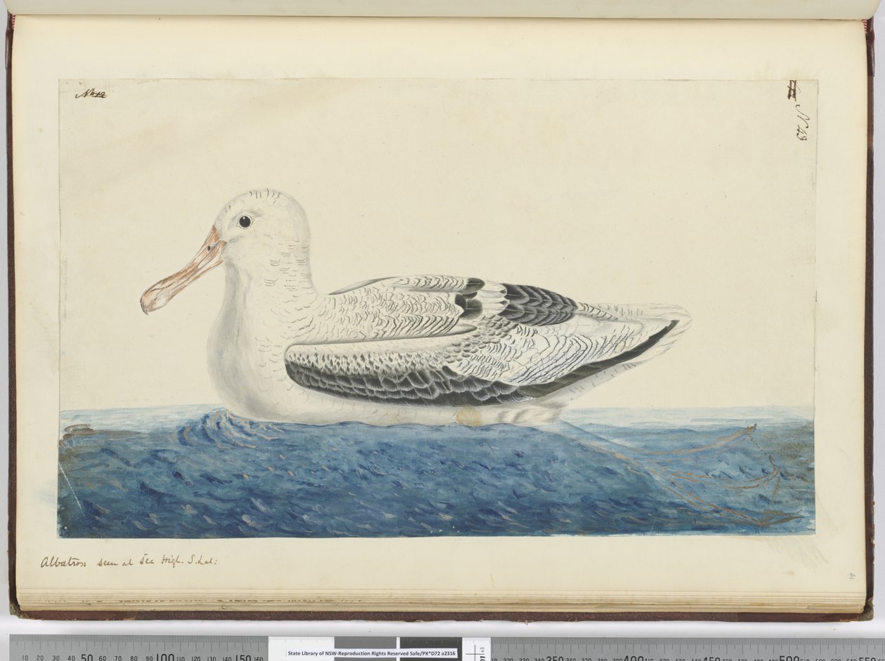 F.43 Albatros. Widziany na morzu, wys. łac., 1772-75 (wc) autorstwa Isaac Smith