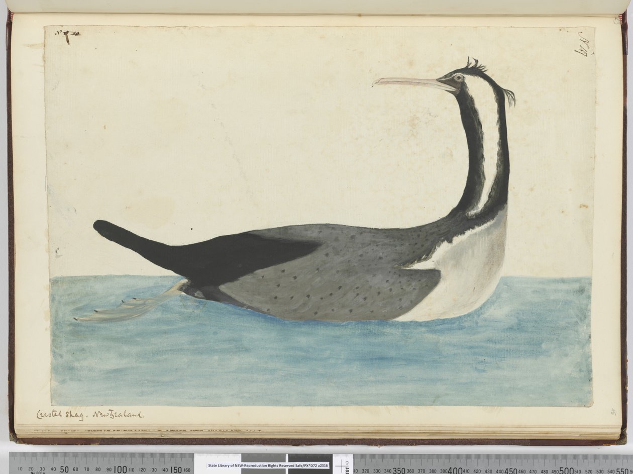 F.47 Kudłaty czubaty. Nowa Zelandia, 1772-75 (wc) autorstwa Isaac Smith