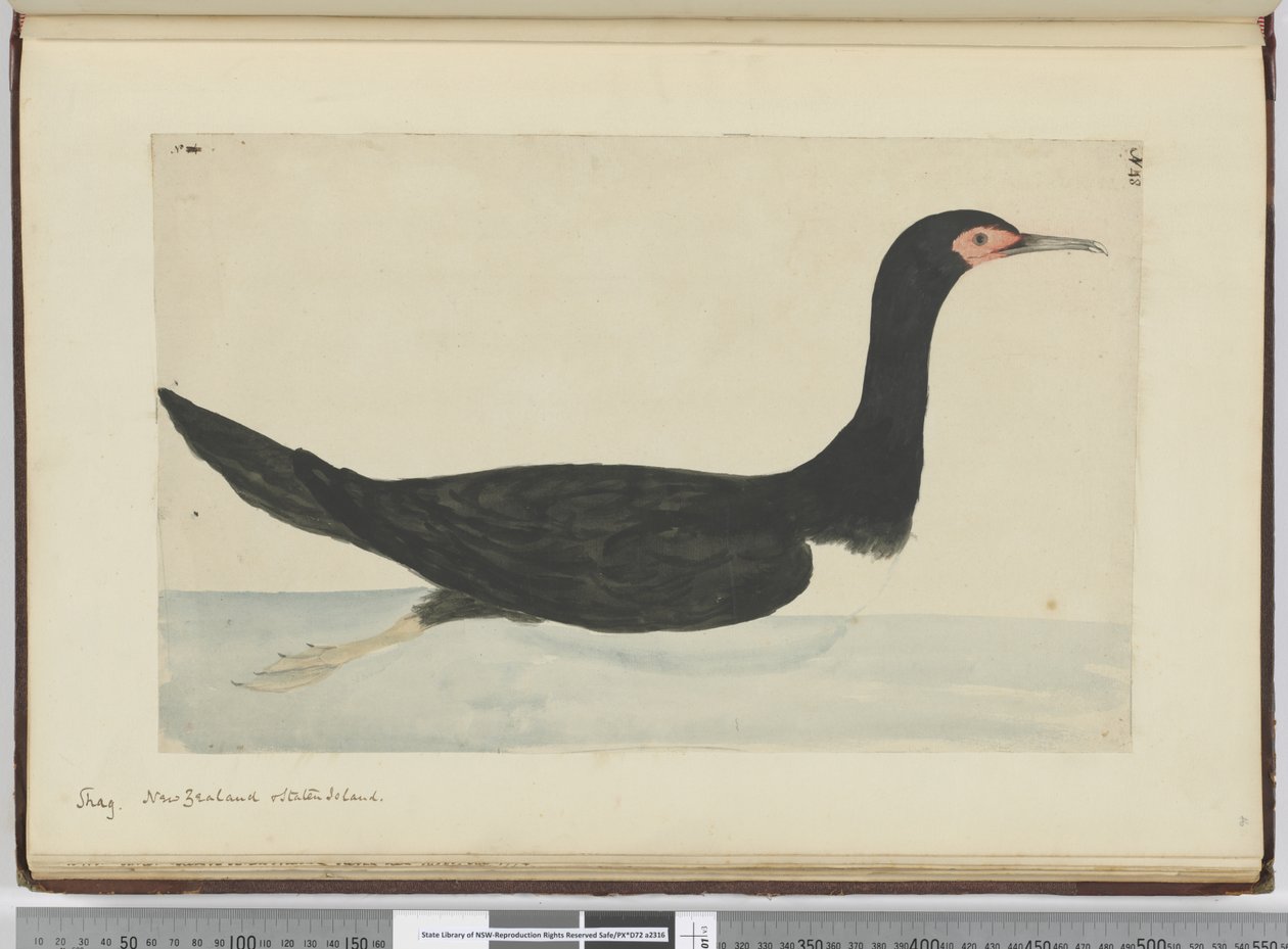 F.48 Kudłaty. Nowa Zelandia i Staten Island, 1772-75 (wc) autorstwa Isaac Smith