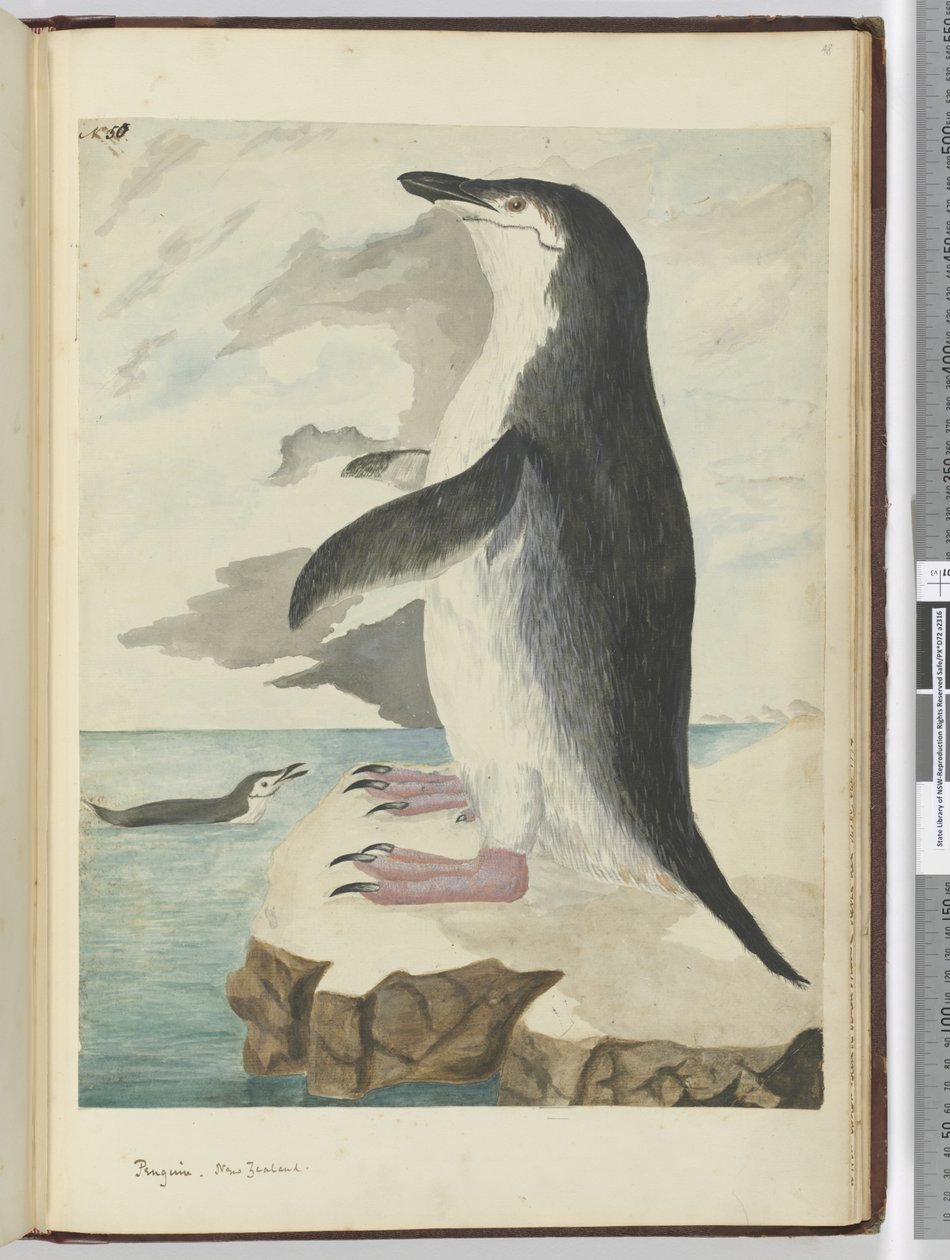 F.50 Pingwin. Nowa Zelandia, 1772-75 (wc) autorstwa Isaac Smith