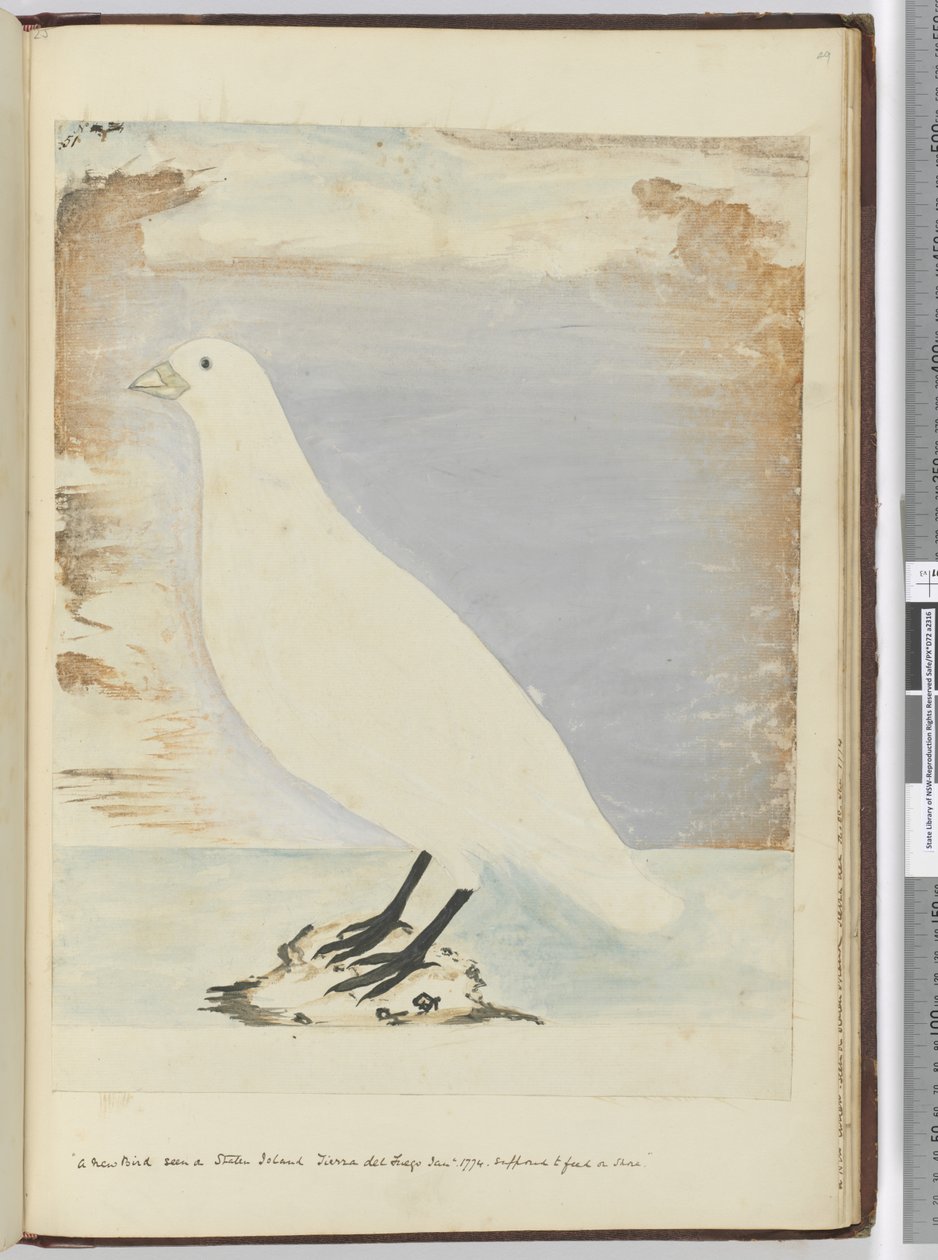 F.51 Nowy ptak widziany na Staten Island Tierra del Fuego Styczeń 1774. Podobno żeruje na brzegu, 1772-75 (wc) autorstwa Isaac Smith