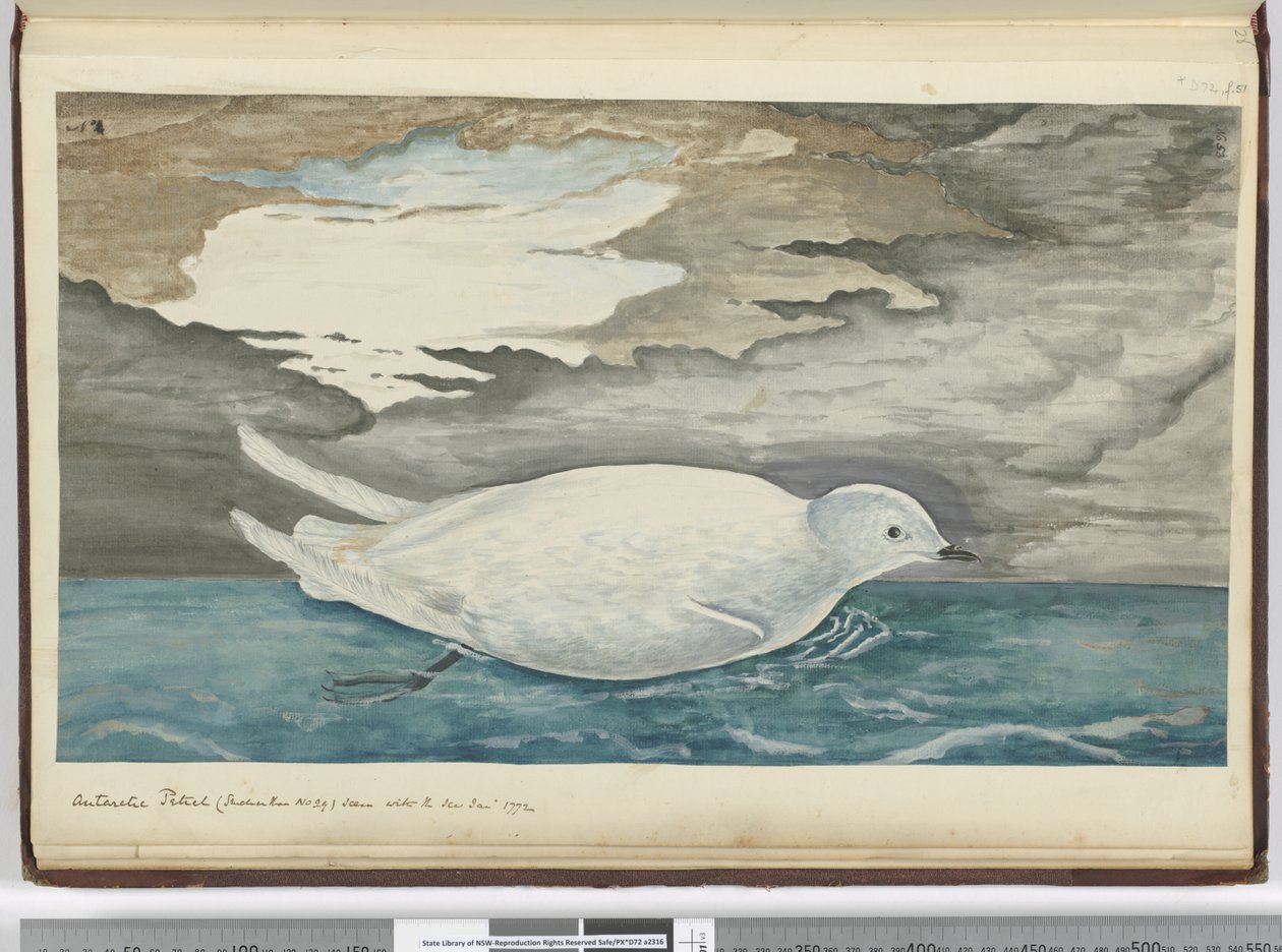F.53 Petrel antarktyczny (mniejszy niż nr 29) widziany z lodem styczeń 1772, 1772-75 (wc) autorstwa Isaac Smith