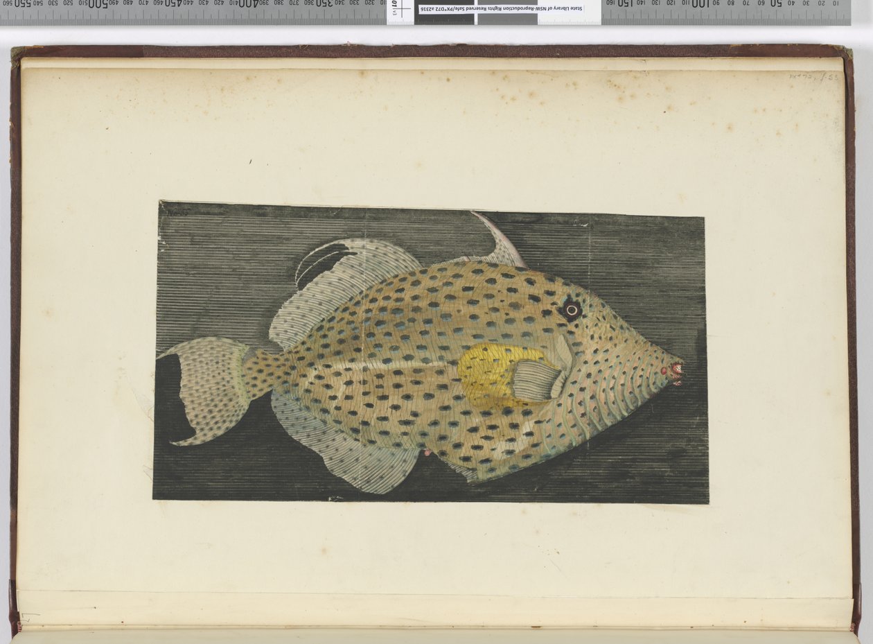 F.55 Ryba zwana Stara Żona S. Jago, 1772-75 (wc) autorstwa Isaac Smith