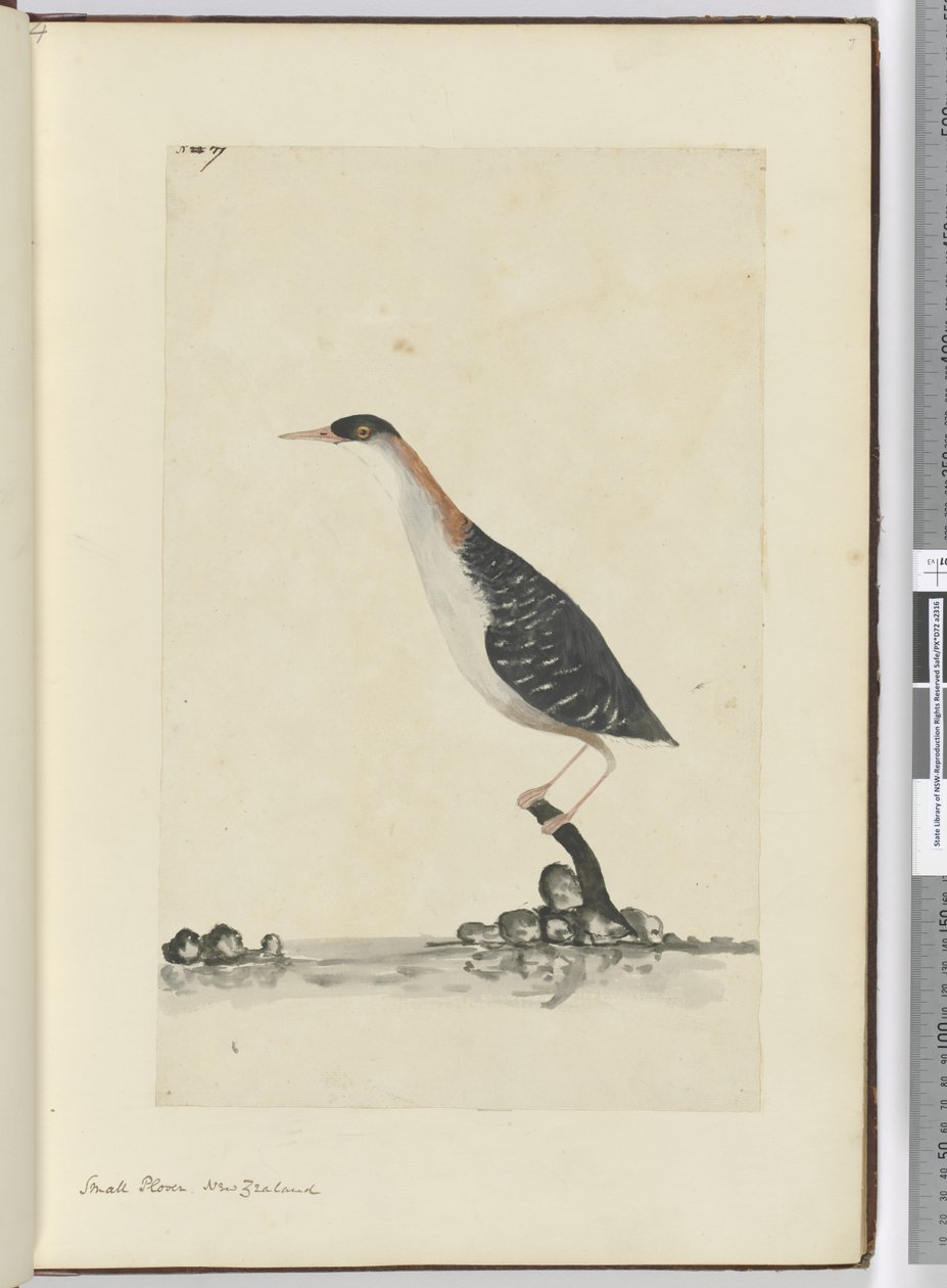 F.7 Sieweczka mała. Nowa Zelandia, 1772-75 (wc) autorstwa Isaac Smith
