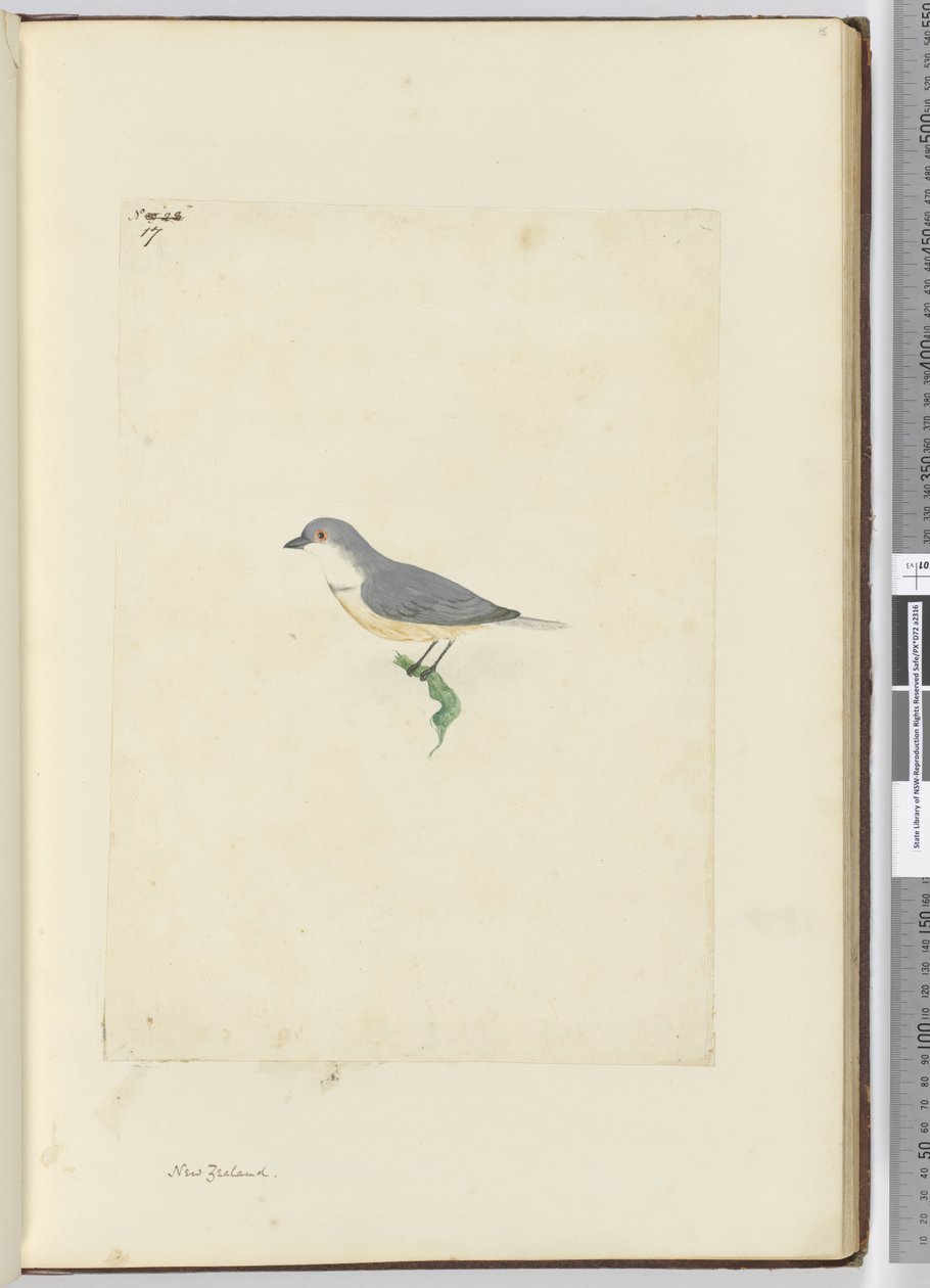f.17 Niezidentyfikowany ptak z Nowej Zelandii, 1772-75 (wc) autorstwa Isaac Smith
