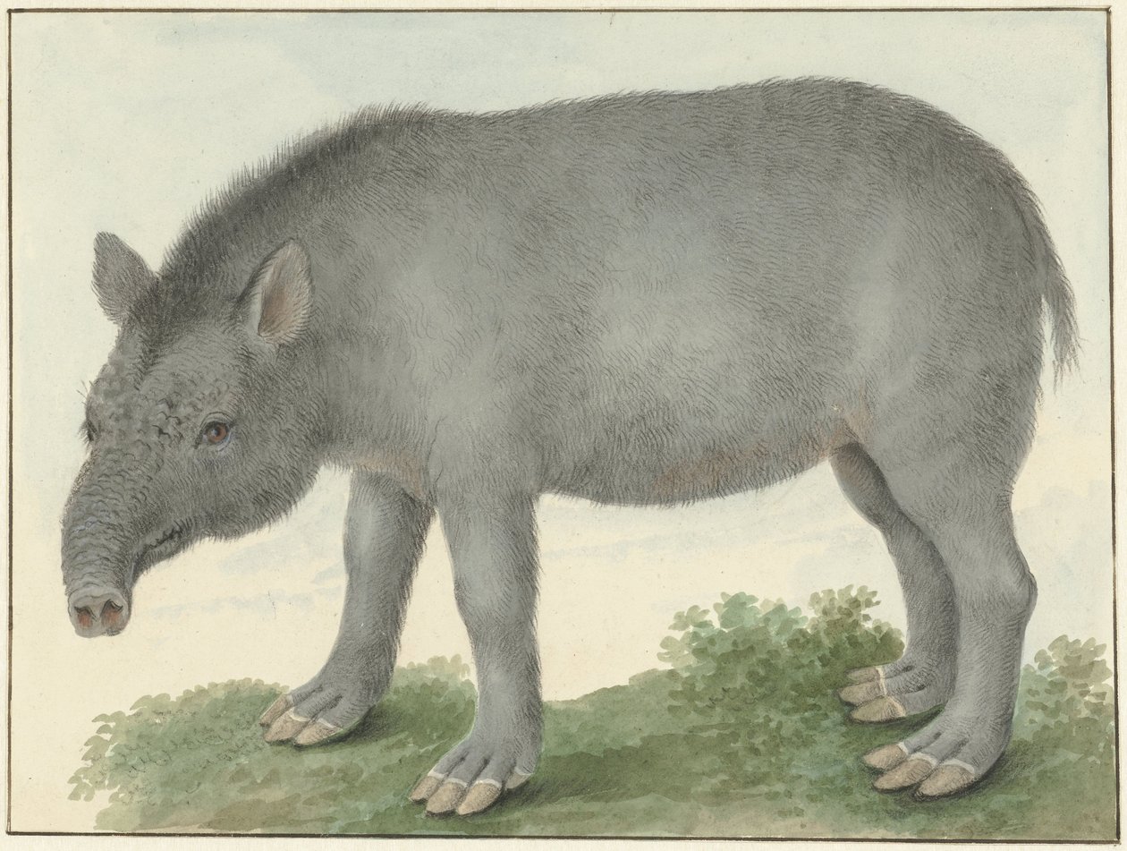 Tapir autorstwa Isaac van Haastert