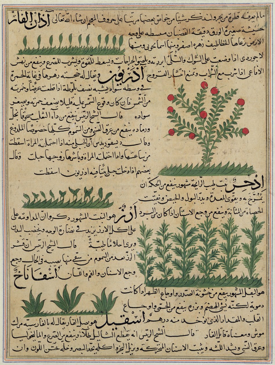 Pani E-7 fol. 142b Rośliny botaniczne, ilustracja z „Cuda stworzenia i osobliwości istnienia” Zakariya-ibn Muhammed al-Qazwini autorstwa Islamic School