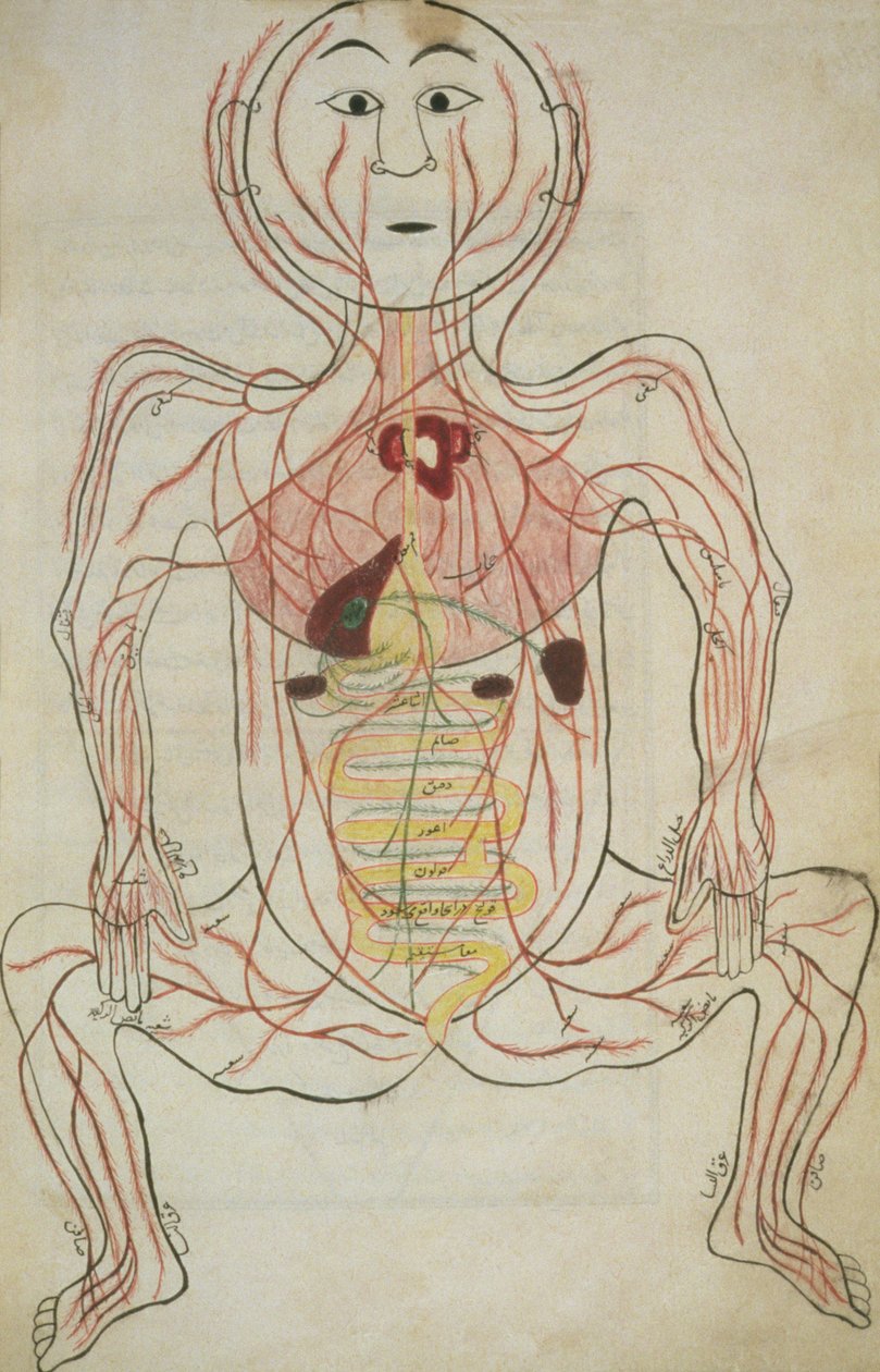 Per 129, f.20b Ludzkie narządy wewnętrzne i układ krążenia, ilustracja z Tashrih al-badan (tusz na papierze) autorstwa Islamic School