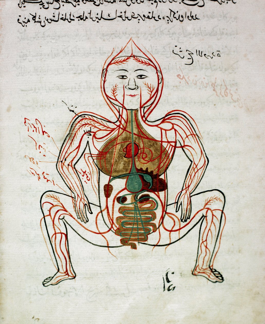 Medycyna arabska: „”krążenie krwi i układ pokarmowy””Miniatura rękopisu anatomii „”Tashrih bi al-Taswir””(Anatomia ciała) autorstwa Mansura (Mansur) ibn Ilyasa (ok. 1390) Stambuł XVII w., biblioteka uniwersytecka autorstwa Islamic School