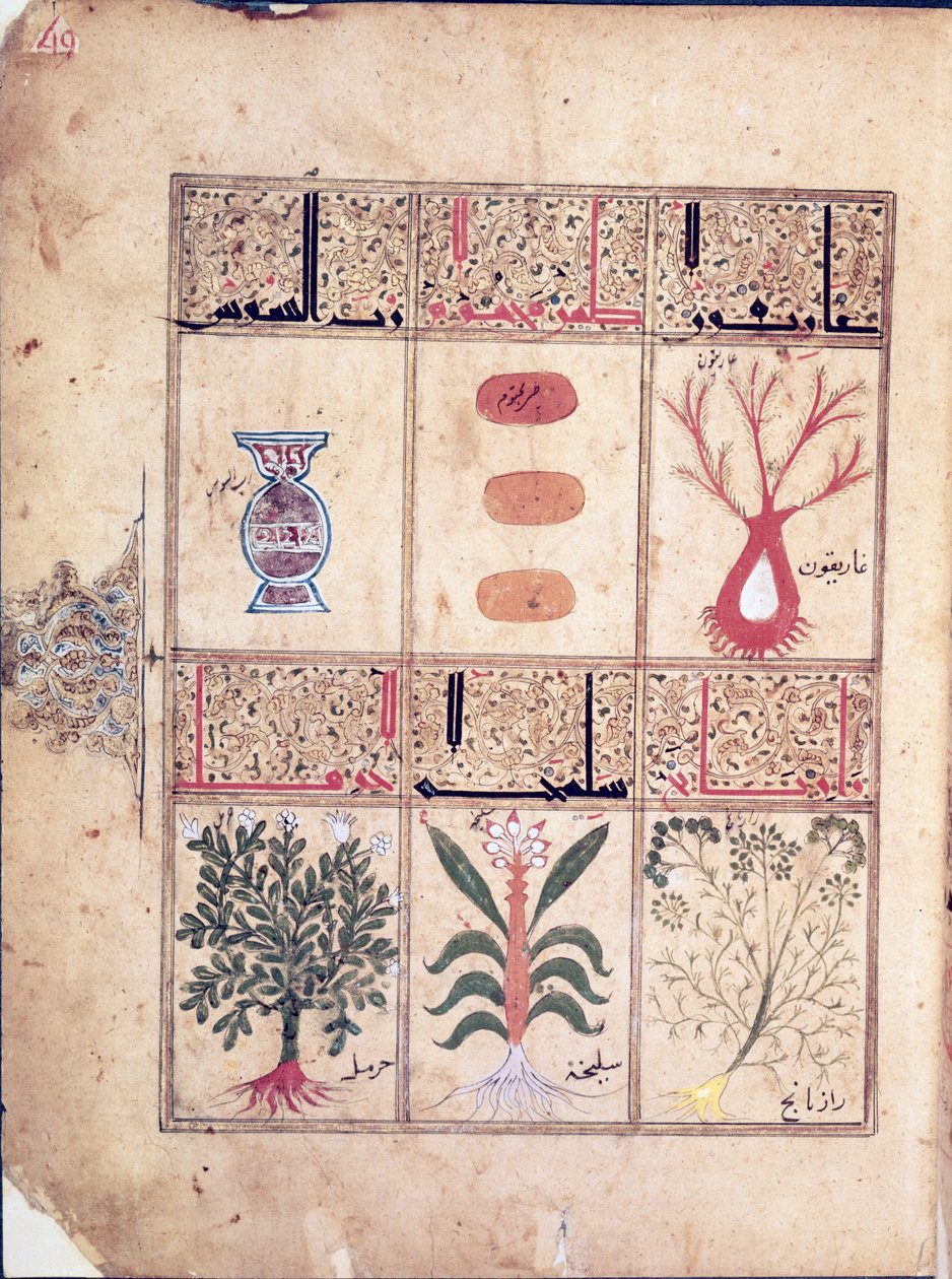 Ms. Arabe 2964 fol.49 Rośliny z traktatu Theriac po Galien, 1217 autorstwa Islamic School