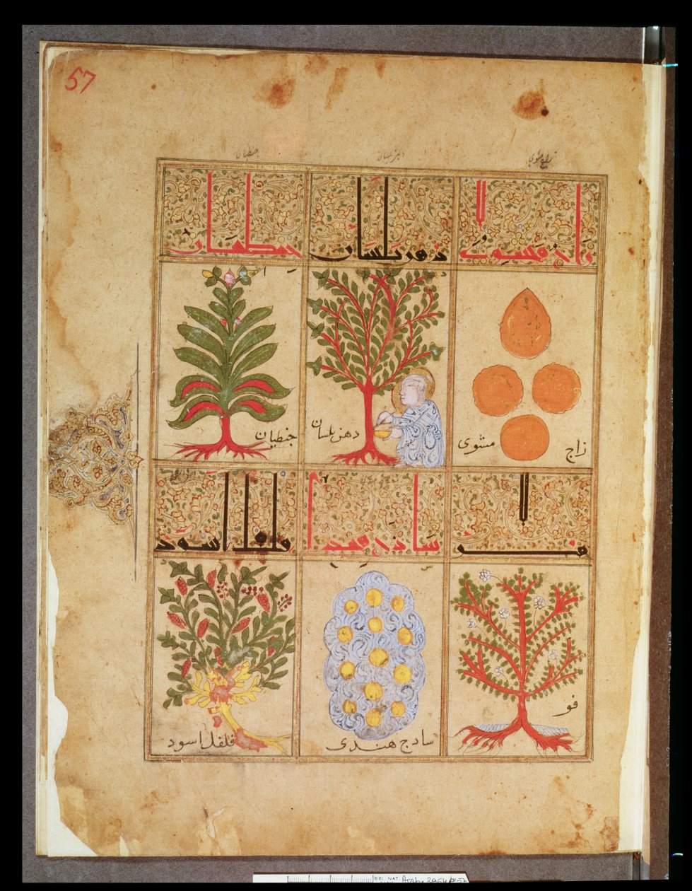 Ms. Arabe 2964 fol.57 Rośliny lecznicze dla teriaka, z traktatu Theriac po Galien, 1217 autorstwa Islamic School