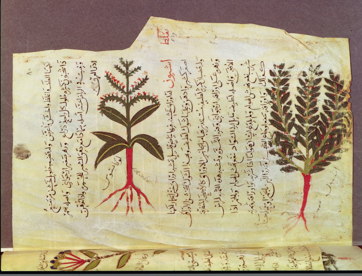 Ms. Arabe 4947 fol.84, Rośliny z traktatu Dioscoride, XIII w. autorstwa Islamic School