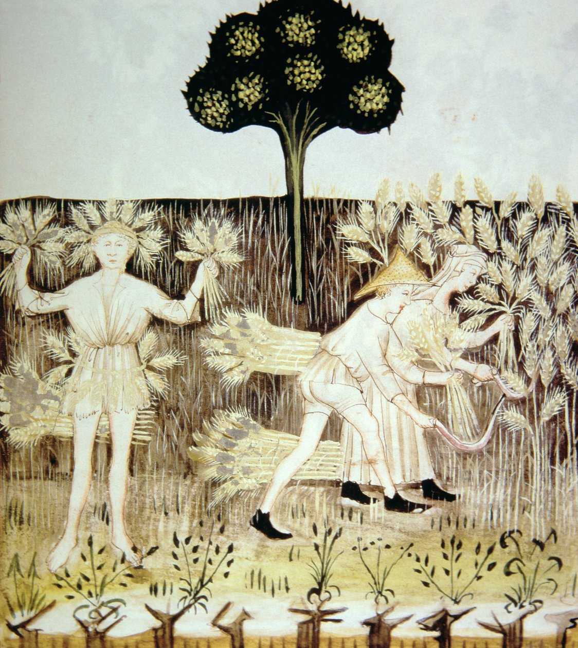 Fo.54r Lato: Zbieranie pszenicy, ilustracja z Tacuinum Santiatis Codex Vindobonensis autorstwa Italian School