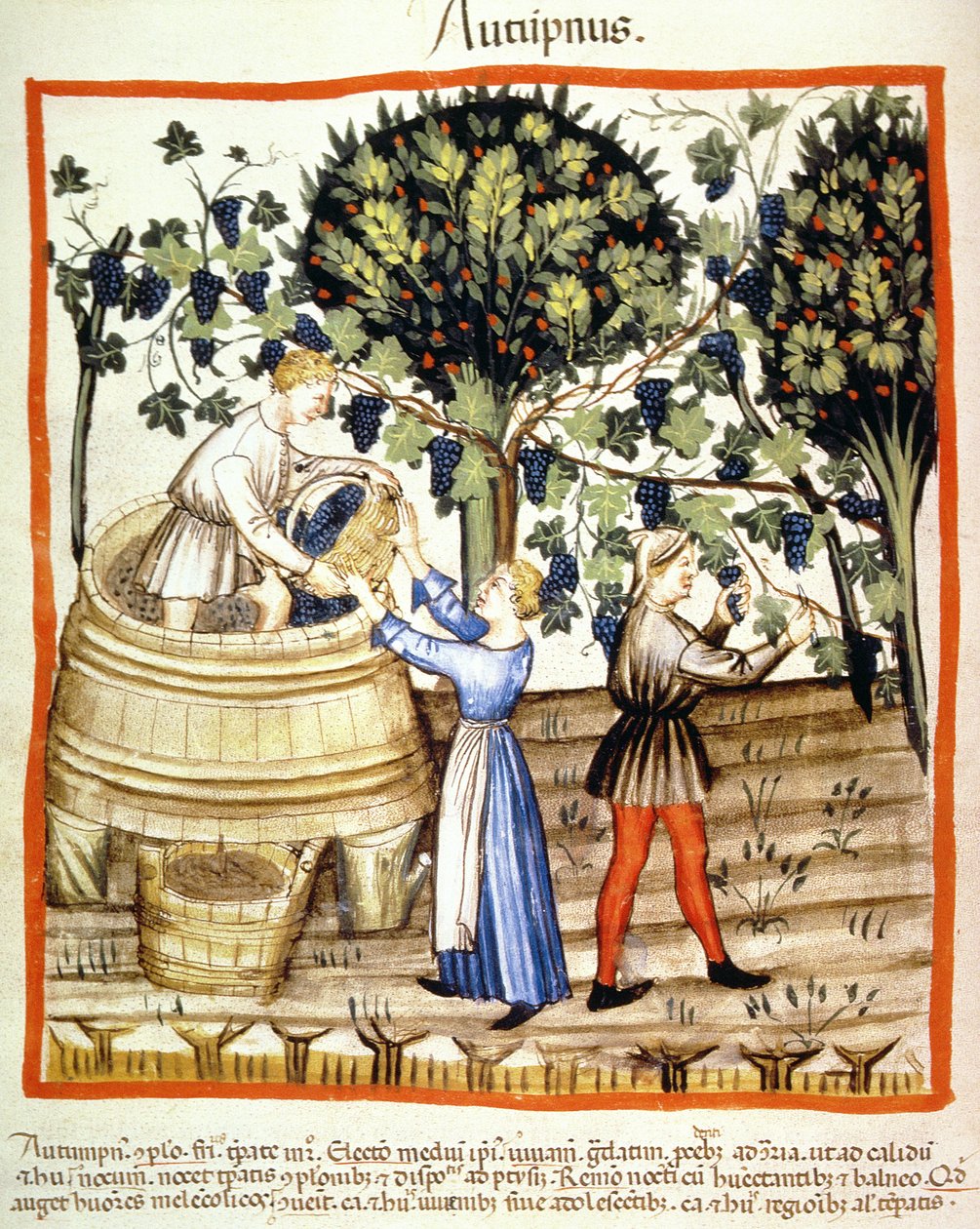 Fol.54v Jesień: Zbiór winogron, ilustracja z Tacuinum Santiatis Codex Vindobonensis autorstwa Italian School