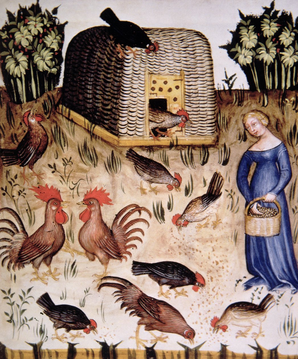 Fol.65r Hodowla kogutów, ilustracja z Tacuinum Santiatis Codex Vindobonensis autorstwa Italian School