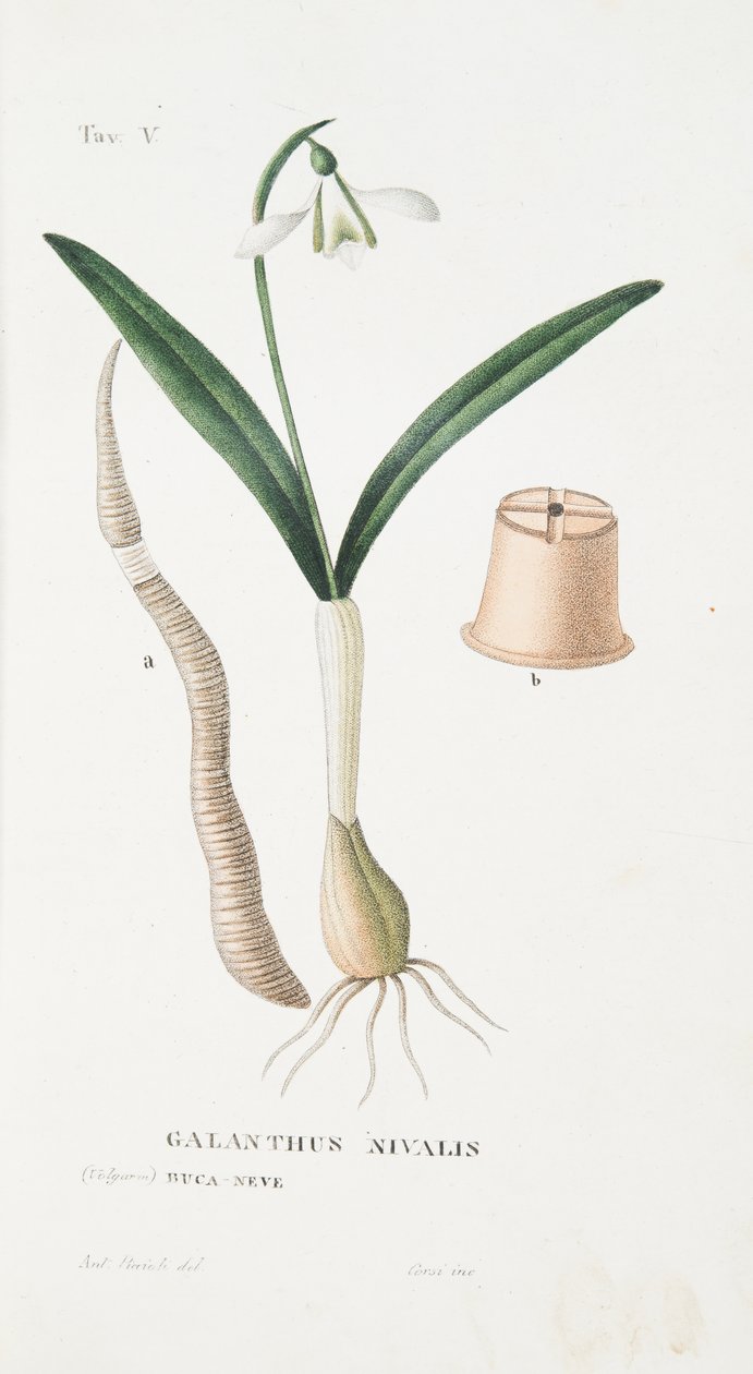 Galanthus Nivalis, ilustracja V, z Antotrofii, czyli uprawy DeFiori, Antonio Piccioli, wyd. 1834 autorstwa Italian School