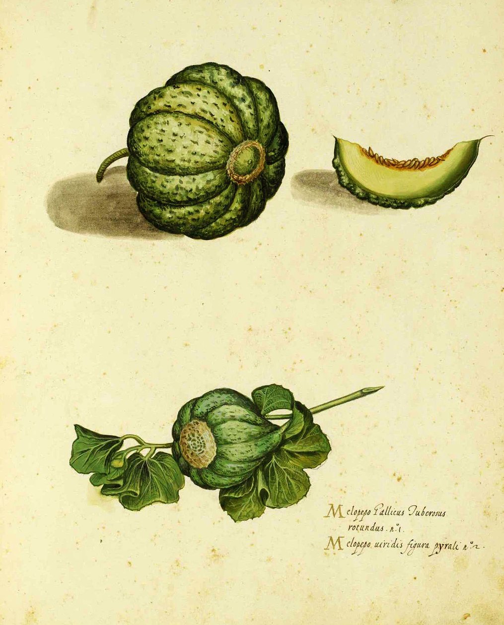 Heirloom Squash Ulisse Aldrovandi (1522 - 1605) płyta wydana w Piante Fiori Frutti (ręcznie kolorowana grawerunek). autorstwa Italian School