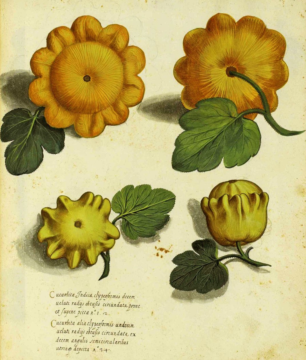 Heirloom Squash Ulisse Aldrovandi (1522 - 1605) płyta wydana w Piante Fiori Frutti (ręcznie kolorowana grawerunek). autorstwa Italian School