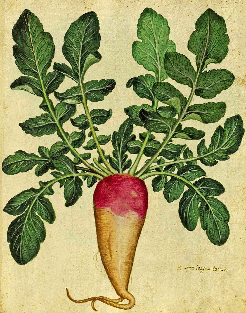 Rzepa długa Ulisse Aldrovandi (1522 - 1605) płyta wydana w Piante Fiori Frutti (ręcznie barwiony grawerunek). autorstwa Italian School