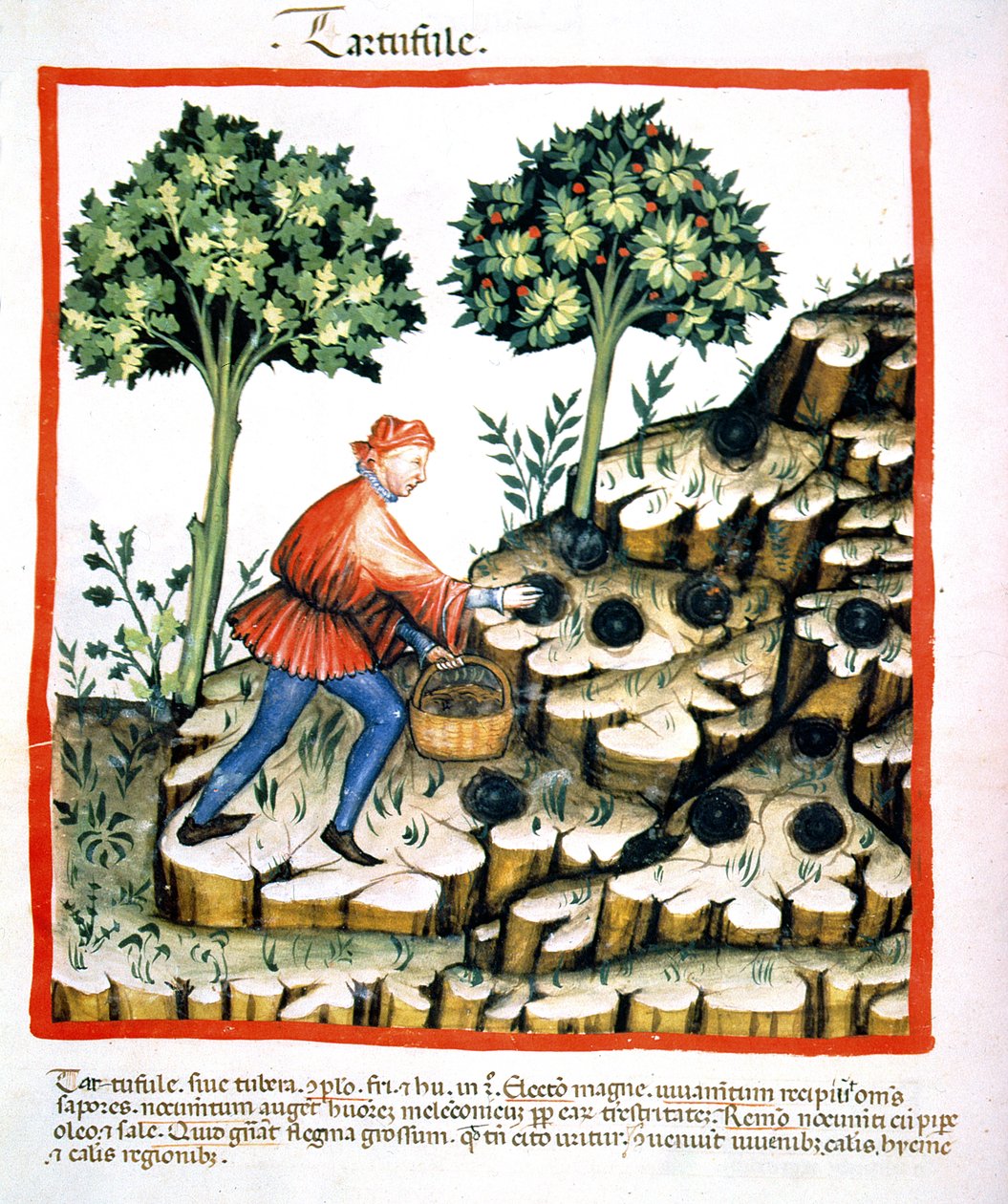 Nova 2644 f.28v Gathering Truffles, z Tacuinum Sanitatis Codex Vindobonensis (patrz również 130544) autorstwa Italian School