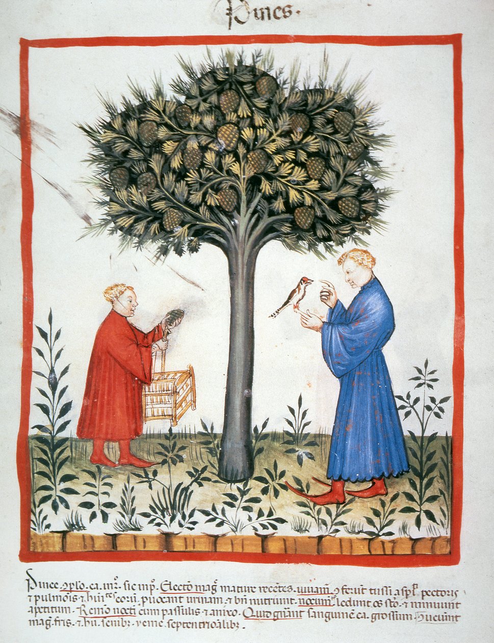 Nova 2644 fol.19v Zbieranie szyszek sosnowych, Tacuinum Sanitatis autorstwa Italian School