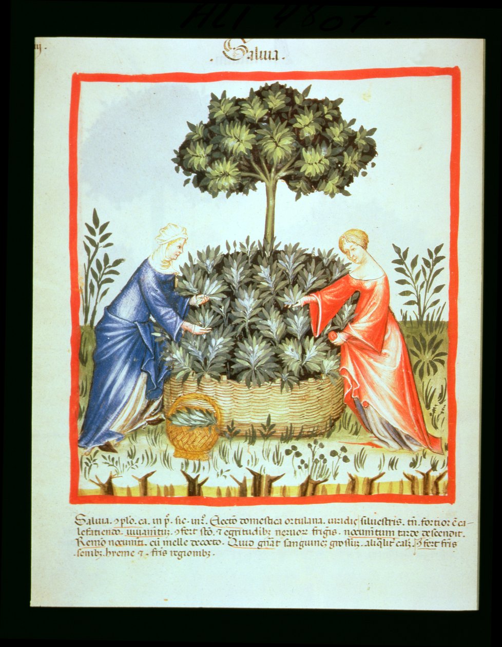 Nova 2644 fol.37v Cięcie szałwii, z Tacuinum Sanitatis autorstwa Italian School
