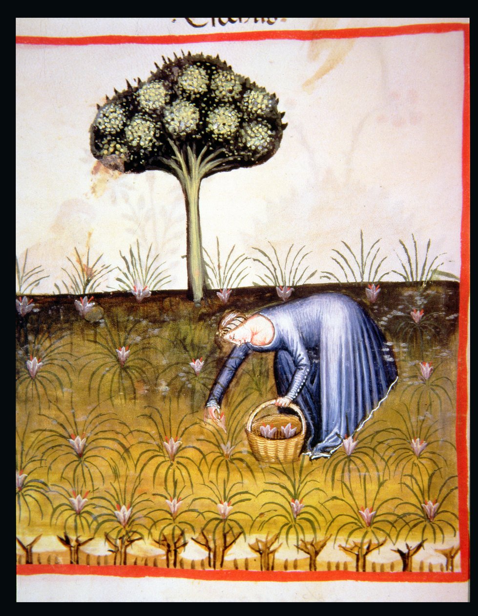 Nova 2644 fol.39r Zbieranie Fiołków, z Tacuinum Sanitatis autorstwa Italian School