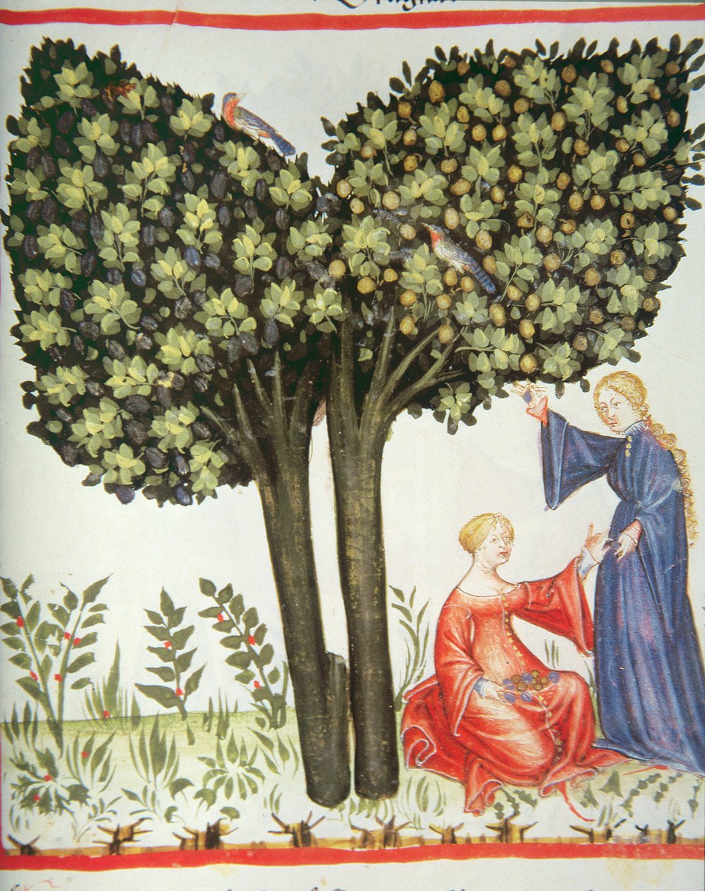 Nova 2644 fol.6r Zbieranie śliwek autorstwa Italian School