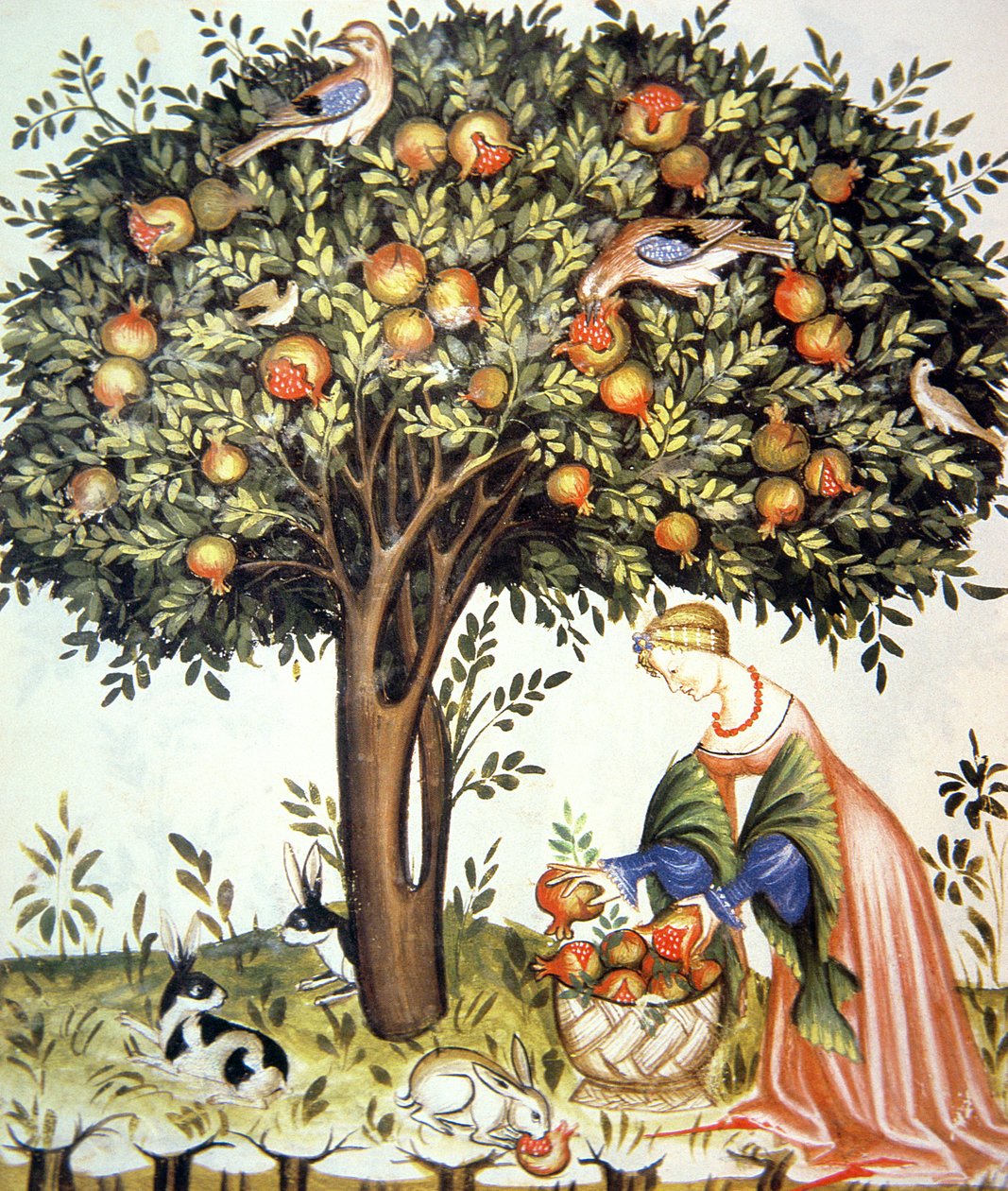 Nova 2644 fol.7v Zbieranie gorzkich granatów, z Tacuinum Sanitatis autorstwa Italian School
