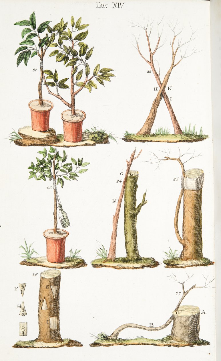 Różne przykłady szczepienia drzew owocowych, ilustracja XIII, z LAntotrofia Ossia La Coltivazione DeFiori autorstwa Antonio Piccioli, wyd. 1834 autorstwa Italian School