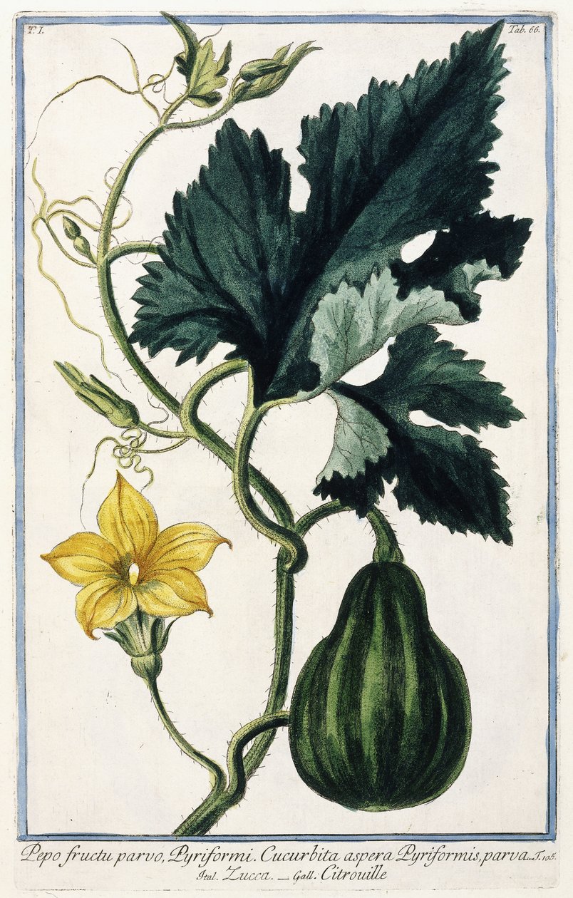 Dynia, 1772-1784 autorstwa Italian School