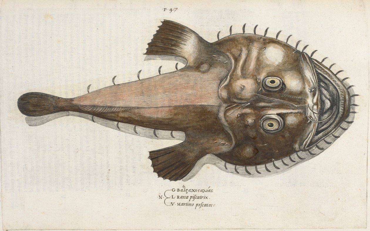 Ropucha, ilustracja z „Aquatilium Animalium Historiæ liber primus”, Ippolito Salviani autorstwa Italian School