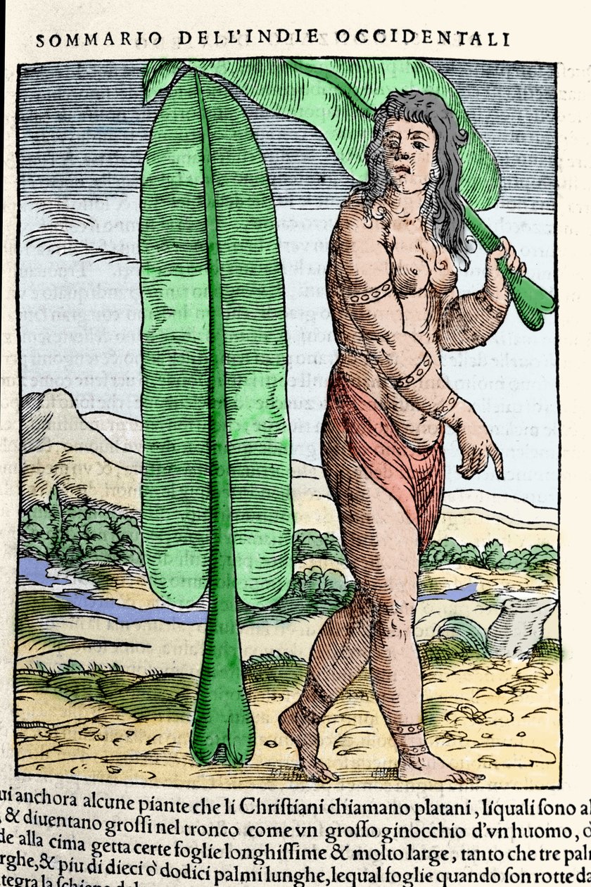 Urodzony w Indiach Zachodnich stojący przy liściu tytoniu. Grawer z książki „Nawigacjai i Viaggi”” tom. III Giovanniego Battisty Ramusio (1485-1557), Wenecja 1565. autorstwa Italian School