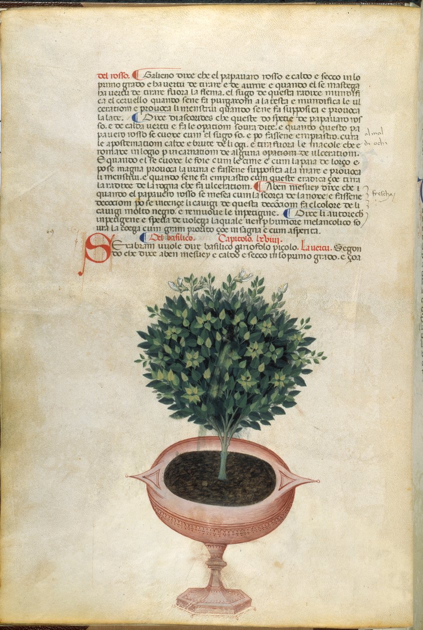 Roślina bazylii w doniczce, ilustracja z „Carrara Herbal”, Padwa, ok. 1400 (pióro i atrament ze złotem na papierze) autorstwa Italian School