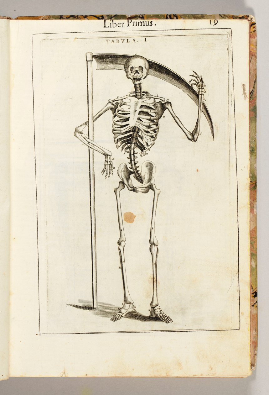 Szkielet trzymający kosę w stylu ponurego żniwiarza, z „Anatomii ludzkiego ciała” Guido Guidi autorstwa Italian School