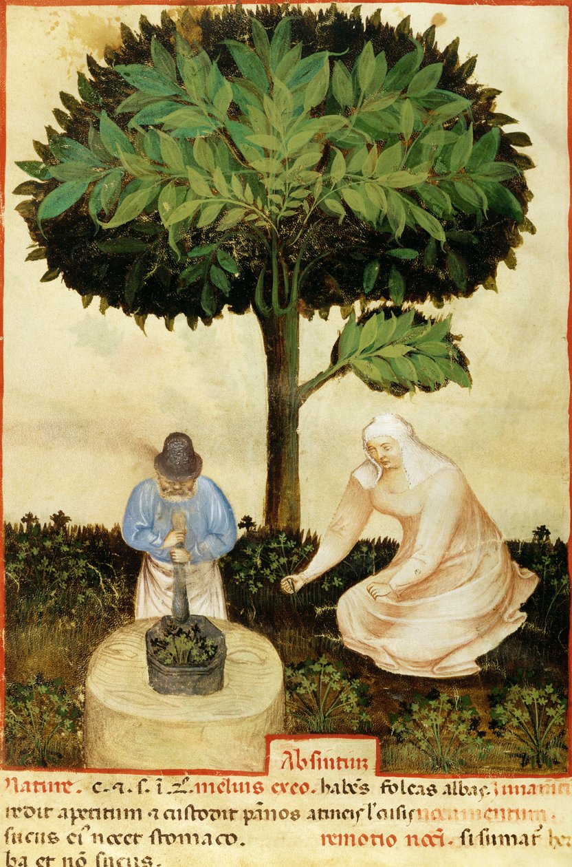 Absynt, z rękopisu „Właściwości różnych produktów” autorstwa Abula Qasima Kalafa ibn al-Abbas al Zahrawi (Abulcasis) (936-1013) (welum) autorstwa Italian School