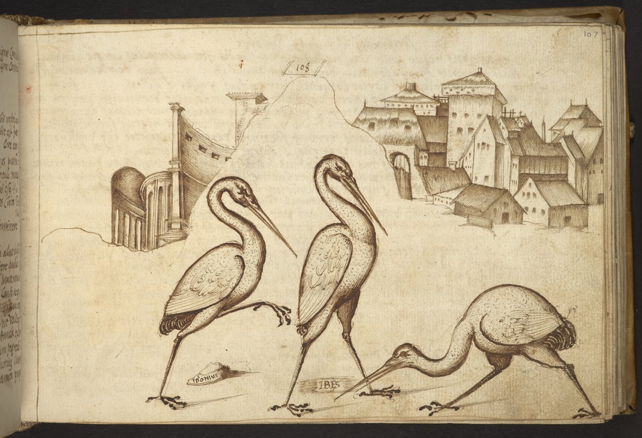 Dodać. 82955, f.107   Ibisy („ibisy”).  , z Historii Animalium, (składający się z 245 rysunków wykonanych piórem i atramentem różnych gatunków zwierząt i mitycznych stworzeń, każdy opatrzony opisem.)    1595 autorstwa Italian School