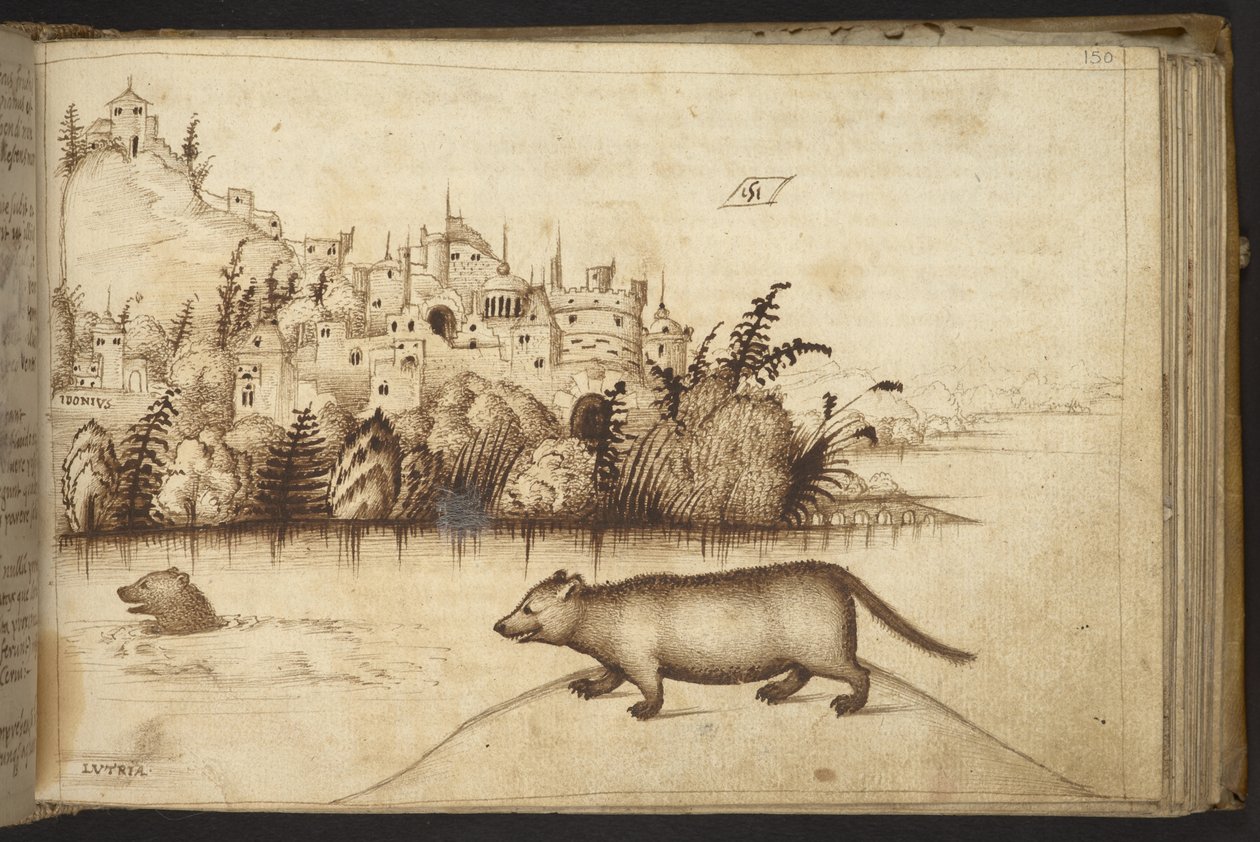 Dodać. 82955, f.150 Wydry („lutria”).  , z Historii Animalium, (składający się z 245 rysunków wykonanych piórem i atramentem różnych gatunków zwierząt i mitycznych stworzeń, każdy opatrzony opisem.)    1595 autorstwa Italian School