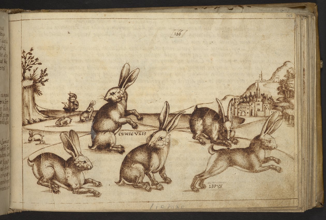 Add. 82955, f.165 Rabbits (