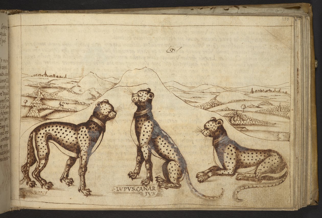 Dodać. 82955, f.170 Pantera ("wilk kanarek"), z Historia Animalium autorstwa Italian School