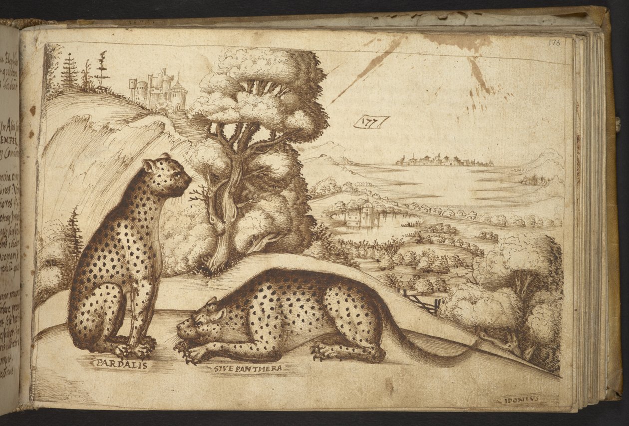 Dodać. 82955, f.176 Lamparty („pardalis sive panthera”).  , z Historii Animalium, (składający się z 245 rysunków wykonanych piórem i atramentem różnych gatunków zwierząt i mitycznych stworzeń, każdy opatrzony opisem.)    1595 autorstwa Italian School