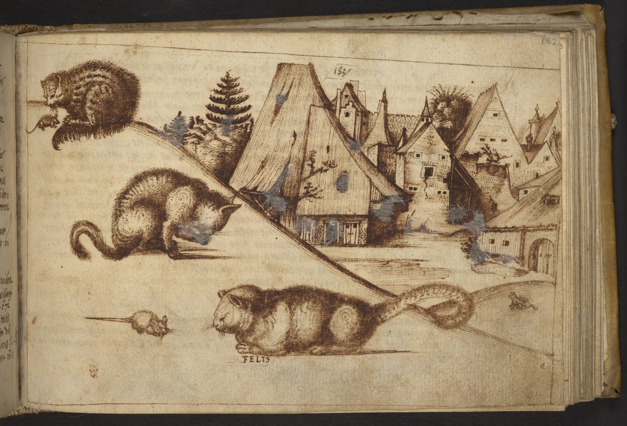 Dodać. 82955, f.182 Koty łapiące myszy („felis”).  , z Historii Animalium, (składający się z 245 rysunków wykonanych piórem i atramentem różnych gatunków zwierząt i mitycznych stworzeń, każdy opatrzony opisem.)    1595 autorstwa Italian School