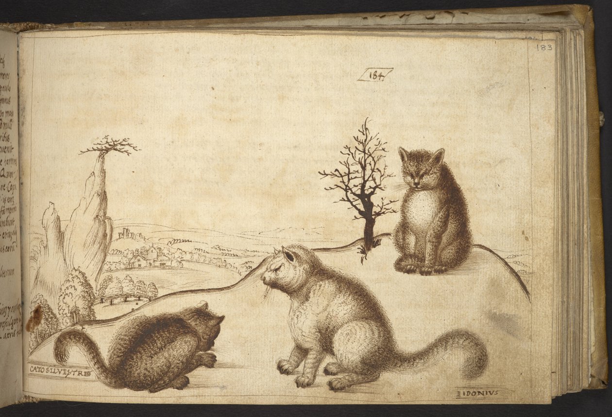 Dodać. 82955, f.183 Dzikie koty (
